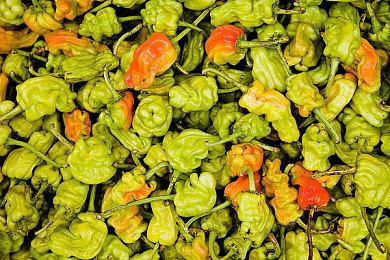 《幽灵线：东京》序章现已登陆Steam 评价褒贬不一